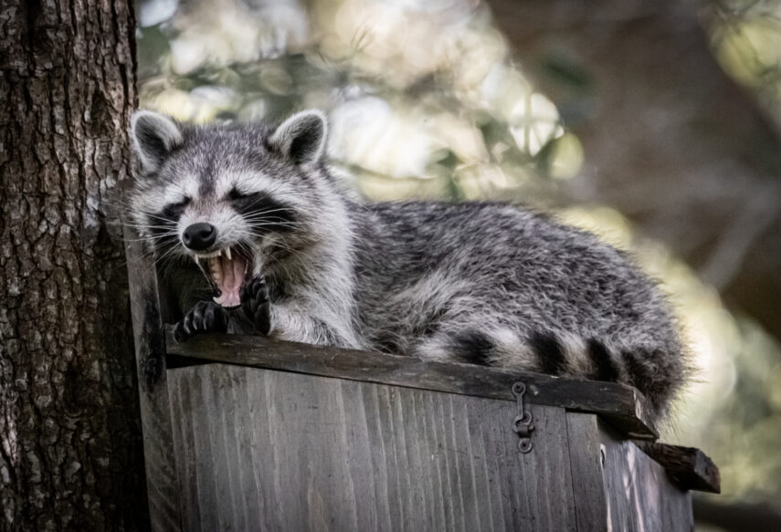 Professional Raccoon Removal Services Offer Comprehensive Solutions Beyond Removal