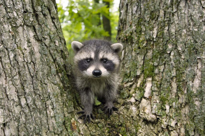 Humane Raccoon Removal Techniques: Ethical and Effective Approaches
