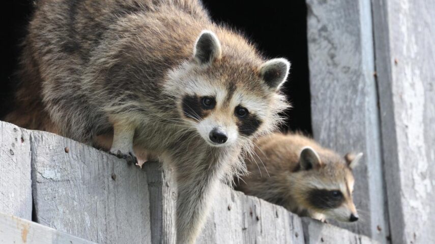 Preventing Raccoon Infestations: Tips for Long-Term Control