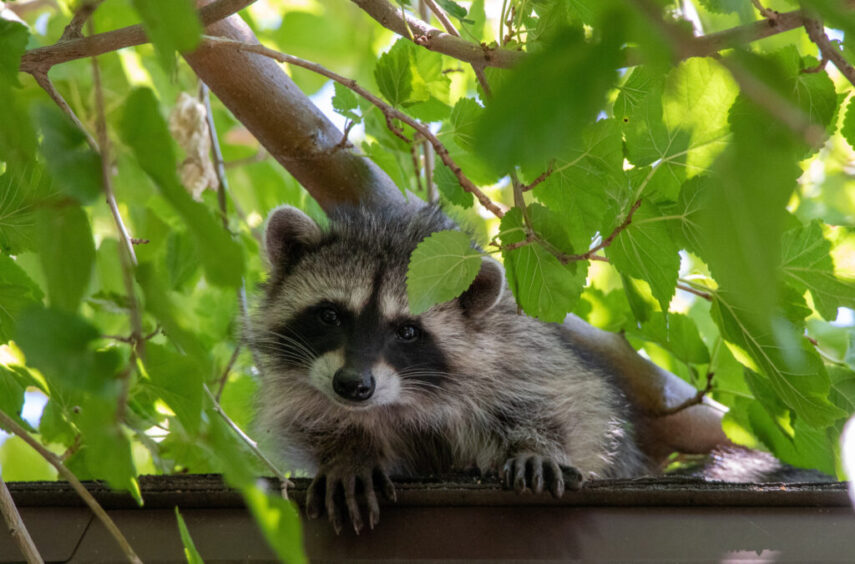 Professional Raccoon Removal Services: The Benefits of Expert Assistance