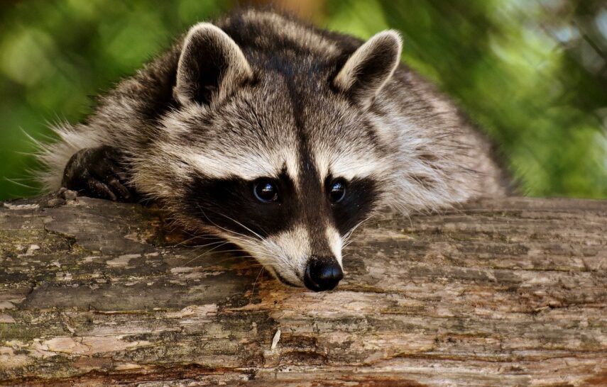 Risks of Raccoon Infestations: Property Damage and Health Concerns