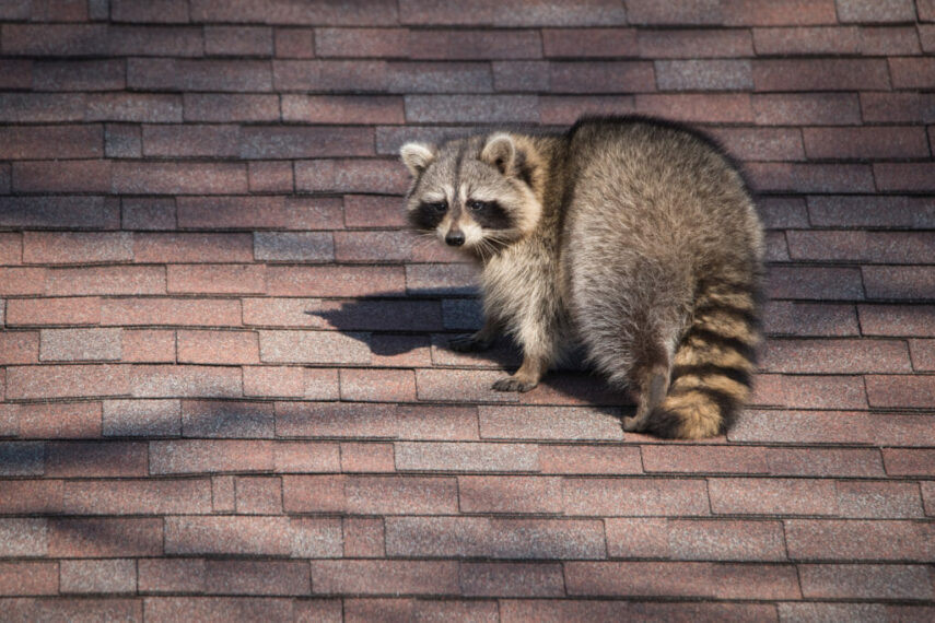The CritterStop Advantage: Comprehensive Solutions for Raccoon Removal